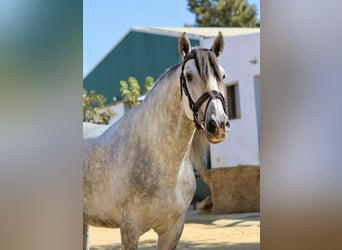 Andalusiër, Hengst, 3 Jaar, 167 cm, Schimmel