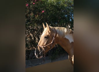 Andalusiër, Hengst, 3 Jaar, 168 cm, Gevlekt-paard