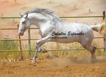 Andalusiër, Hengst, 3 Jaar, 168 cm, Gevlekt-paard