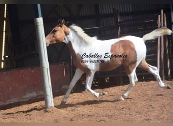 Andalusiër, Hengst, 3 Jaar, Gevlekt-paard