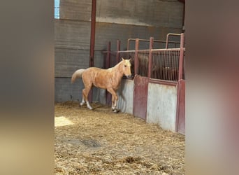 Andalusiër, Hengst, 3 Jaar, Palomino