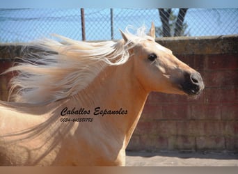 Andalusier, Hengst, 3 Jahre, 149 cm, Palomino