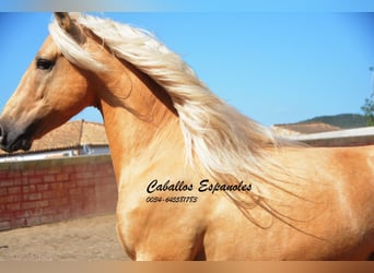 Andalusier, Hengst, 3 Jahre, 149 cm, Palomino