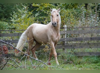 Andalusier, Hengst, 3 Jahre, 150 cm, Palomino