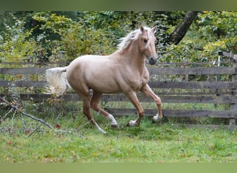 Andalusier, Hengst, 3 Jahre, 150 cm, Palomino