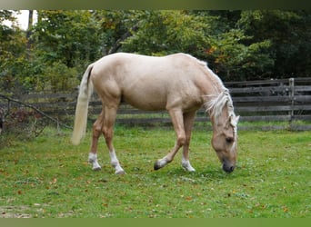 Andalusier, Hengst, 3 Jahre, 150 cm, Palomino