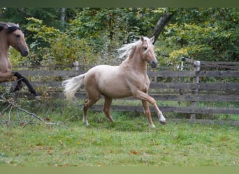 Andalusier, Hengst, 3 Jahre, 150 cm, Palomino