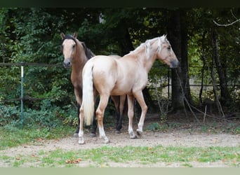 Andalusier, Hengst, 3 Jahre, 150 cm, Palomino