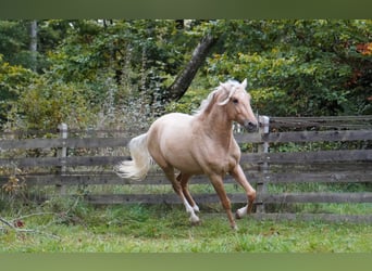 Andalusier, Hengst, 3 Jahre, 150 cm, Palomino