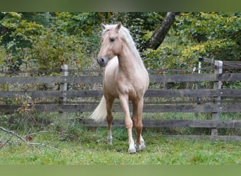 Andalusier, Hengst, 3 Jahre, 150 cm, Palomino
