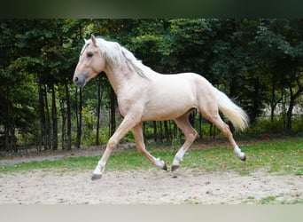 Andalusier, Hengst, 3 Jahre, 150 cm, Palomino