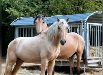 Andalusier, Hengst, 3 Jahre, 150 cm, Palomino