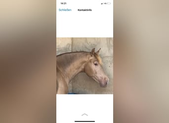 Andalusier, Hengst, 3 Jahre, 151 cm, Champagne