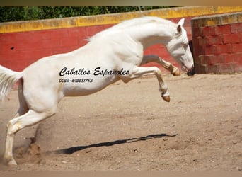 Andalusier, Hengst, 3 Jahre, 151 cm, Cremello