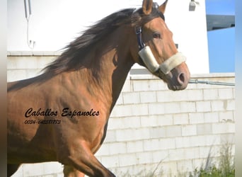 Andalusier, Hengst, 3 Jahre, 152 cm, Champagne