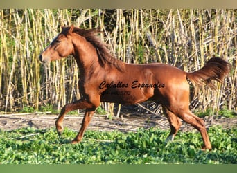 Andalusier, Hengst, 3 Jahre, 152 cm, Fuchs