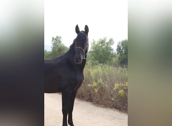 Andalusier, Hengst, 3 Jahre, 152 cm, Rappe