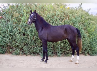 Andalusier, Hengst, 3 Jahre, 152 cm, Schimmel