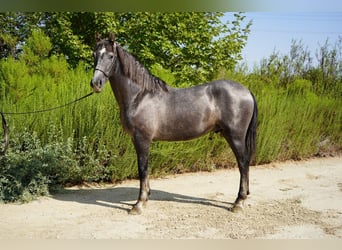 Andalusier, Hengst, 3 Jahre, 152 cm, Schimmel