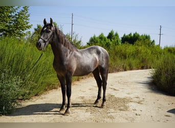 Andalusier, Hengst, 3 Jahre, 152 cm, Schimmel