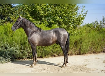 Andalusier, Hengst, 3 Jahre, 152 cm, Schimmel