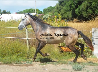 Andalusier, Hengst, 3 Jahre, 153 cm, Braunfalbschimmel
