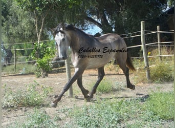 Andalusier, Hengst, 3 Jahre, 153 cm, Braunfalbschimmel
