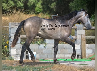 Andalusier, Hengst, 3 Jahre, 153 cm, Braunfalbschimmel