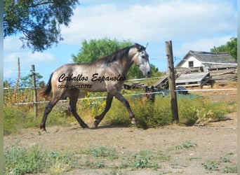 Andalusier, Hengst, 3 Jahre, 153 cm, Braunfalbschimmel