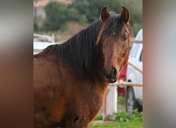 Andalusier, Hengst, 3 Jahre, 154 cm, Brauner