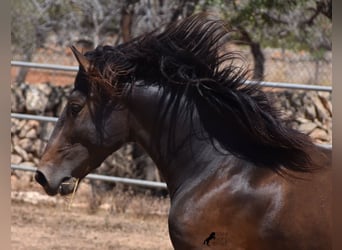 Andalusier, Hengst, 3 Jahre, 154 cm, Brauner