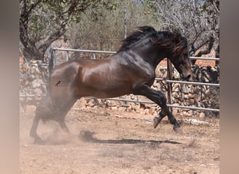 Andalusier, Hengst, 3 Jahre, 154 cm, Brauner