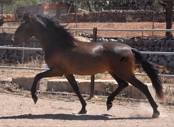 Andalusier, Hengst, 3 Jahre, 154 cm, Brauner