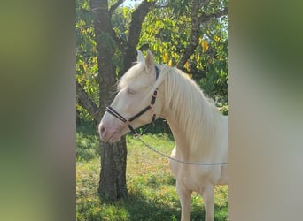 Andalusier, Hengst, 3 Jahre, 154 cm, Cremello