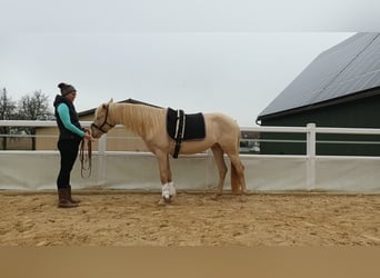 Andalusier, Hengst, 3 Jahre, 154 cm, Cremello