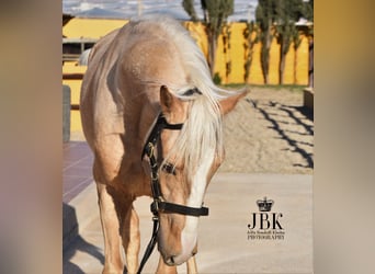 Andalusier Mix, Hengst, 3 Jahre, 154 cm, Palomino