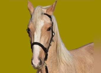 Andalusier Mix, Hengst, 3 Jahre, 154 cm, Palomino