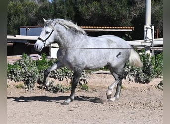 Andalusier, Hengst, 3 Jahre, 154 cm, Schimmel