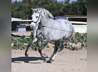 Andalusier, Hengst, 3 Jahre, 154 cm, Schimmel