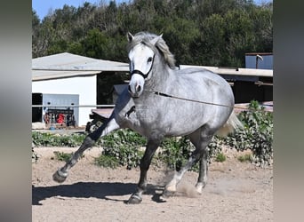 Andalusier, Hengst, 3 Jahre, 154 cm, Schimmel