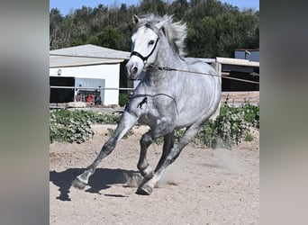 Andalusier, Hengst, 3 Jahre, 154 cm, Schimmel