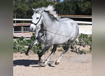 Andalusier, Hengst, 3 Jahre, 154 cm, Schimmel