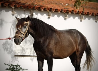 Andalusier, Hengst, 3 Jahre, 155 cm, Blauschimmel