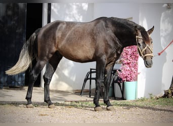 Andalusier, Hengst, 3 Jahre, 155 cm, Blauschimmel