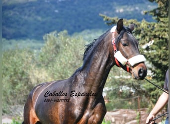 Andalusier, Hengst, 3 Jahre, 155 cm, Brauner