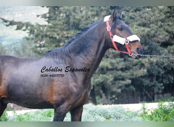 Andalusier, Hengst, 3 Jahre, 155 cm, Brauner