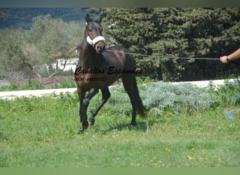 Andalusier, Hengst, 3 Jahre, 155 cm, Brauner