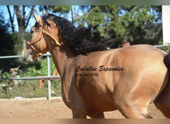 Andalusier, Hengst, 3 Jahre, 155 cm, Buckskin