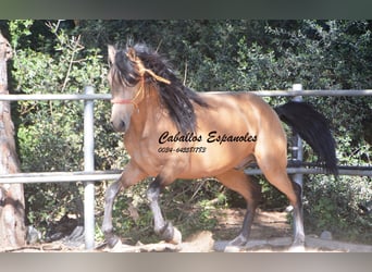 Andalusier, Hengst, 3 Jahre, 155 cm, Buckskin