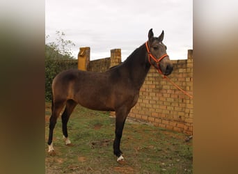 Andalusier, Hengst, 3 Jahre, 155 cm, Buckskin
